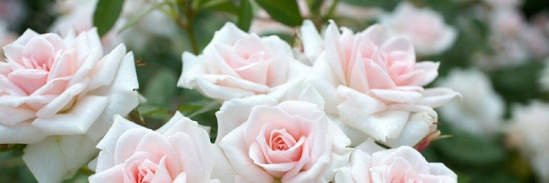 Qwafi3962's profile banner image