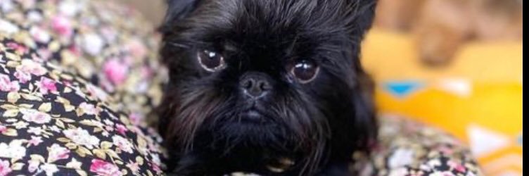 WoodardGale's profile banner image
