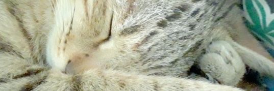 TahiJadoon's profile banner image