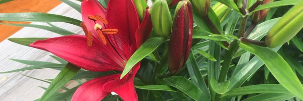 allisonjensen_ Profile Banner