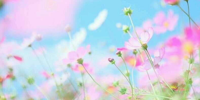 minamishori's profile banner image