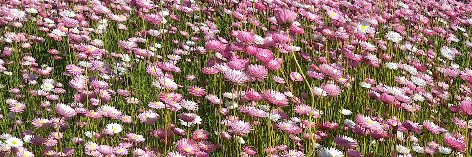 Prof Marc Tennant AM banner