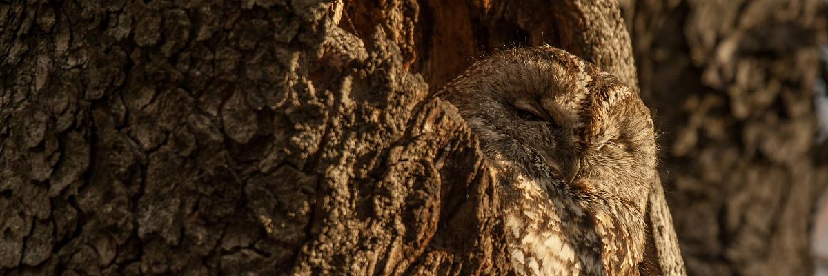 sovule's profile banner image