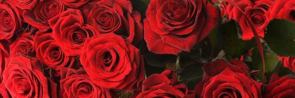Sam_Finamor's profile banner image