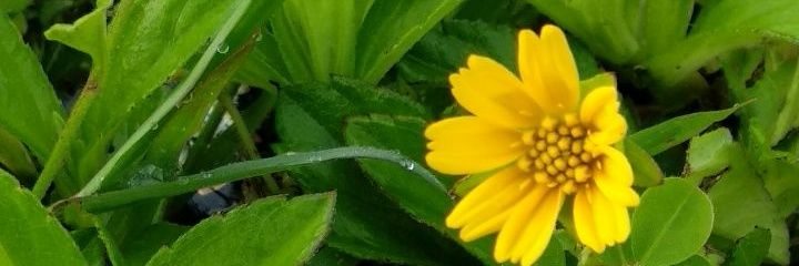 iNeytea's profile banner image