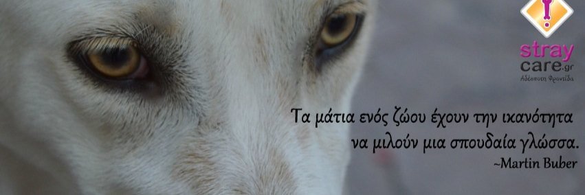 Stray_Care's profile banner image