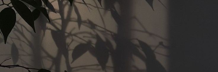 jessvmd's profile banner image