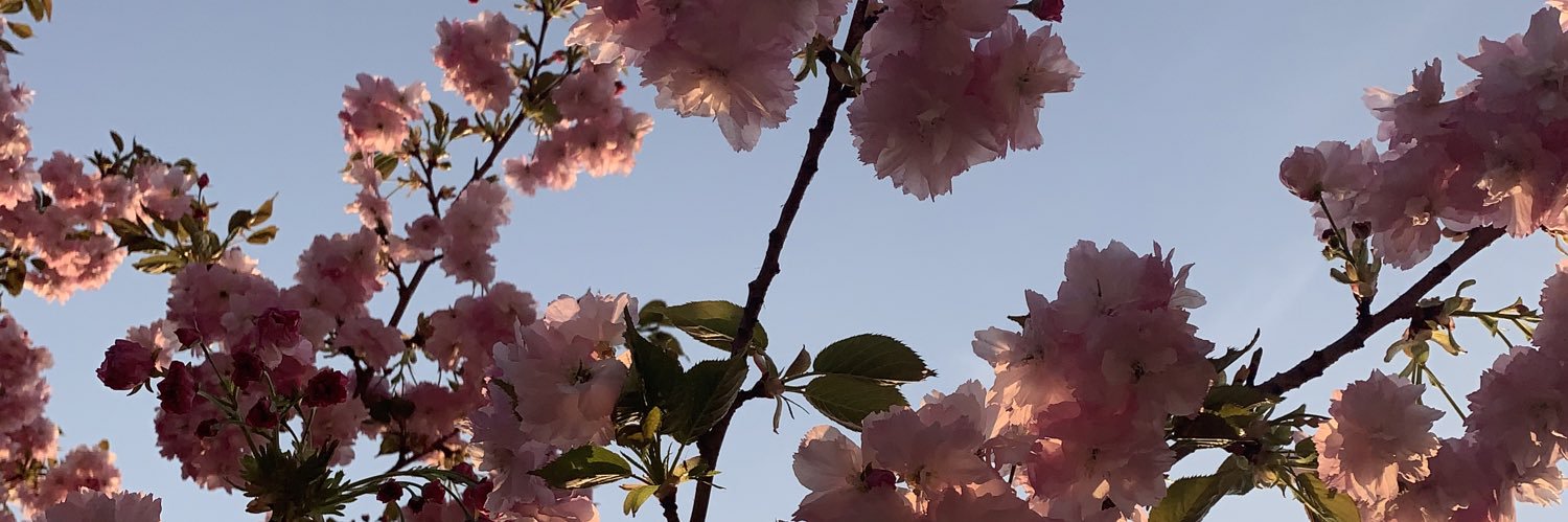 SophBerry_'s profile banner image