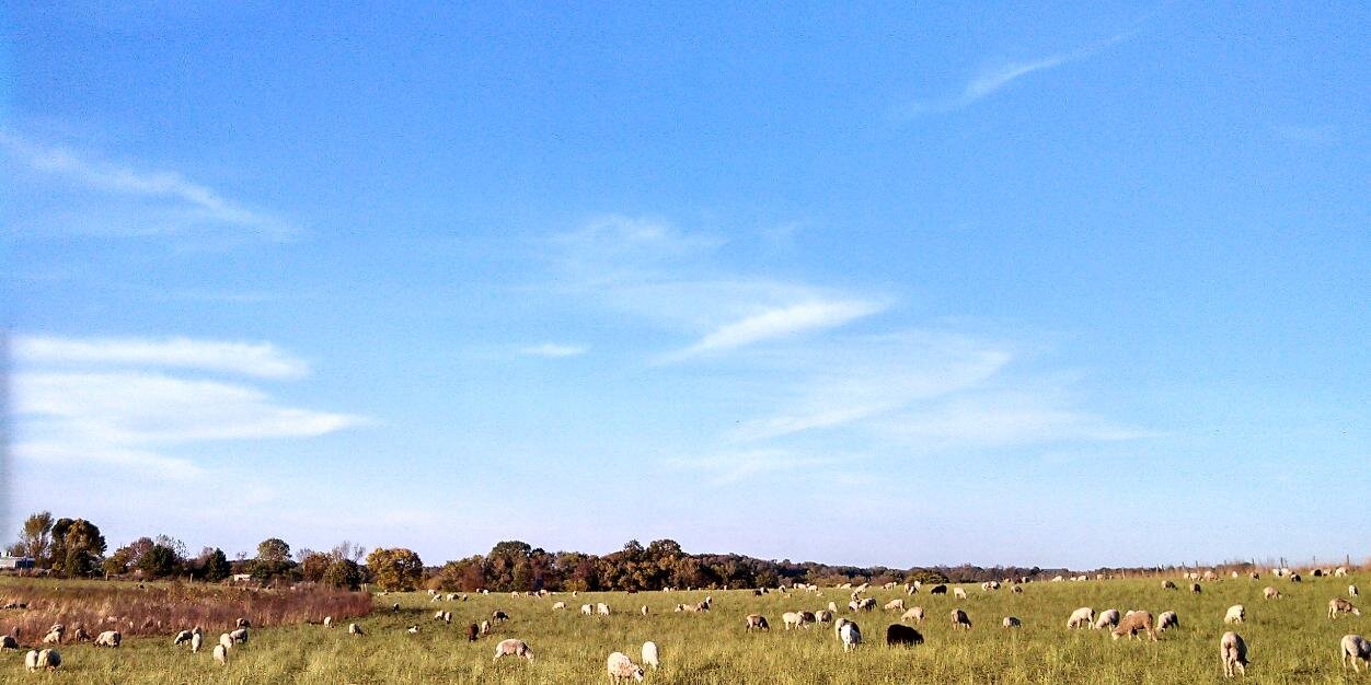 Ewe Jerk LLC banner