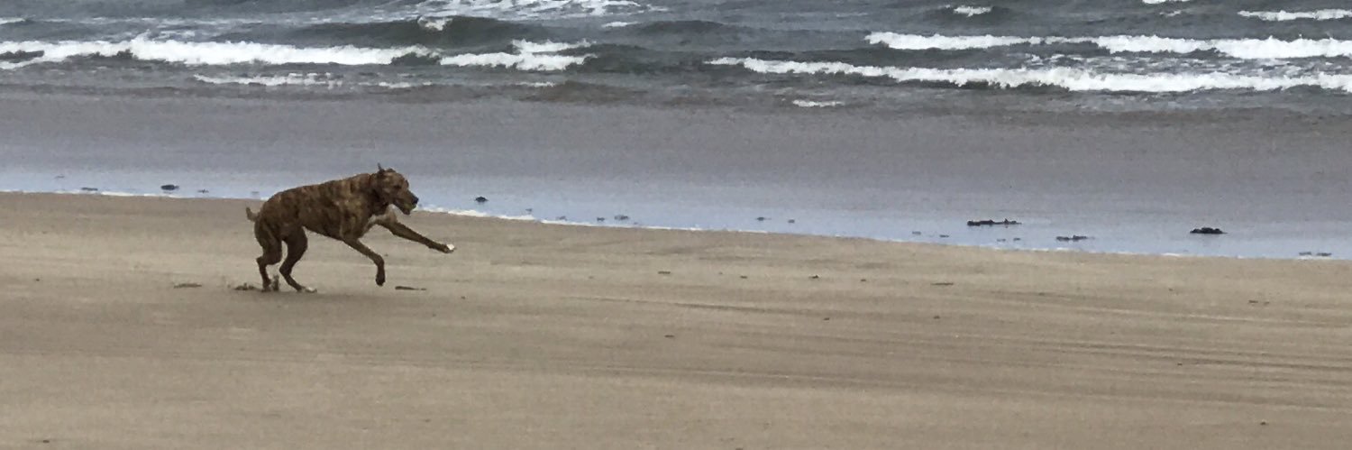 Eva Greyhound 🌈 banner