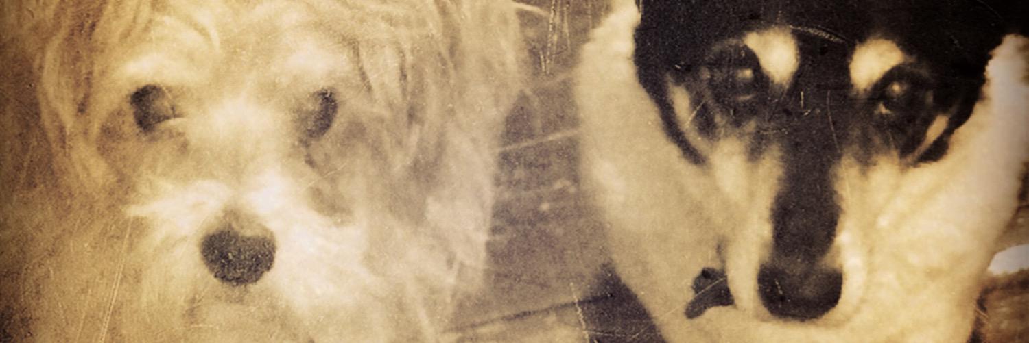 quitepiraty's profile banner image