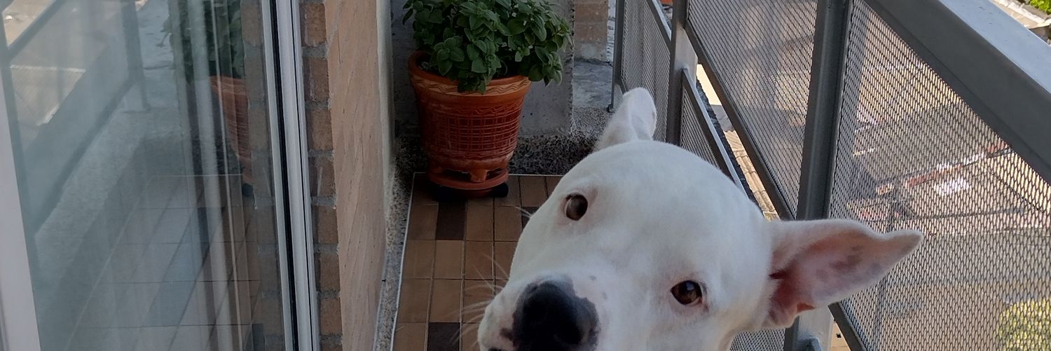 MillanGrillo's profile banner image