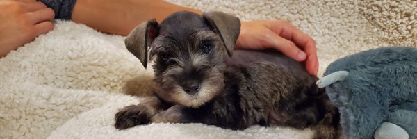 Mrs_MorgCast Profile Banner