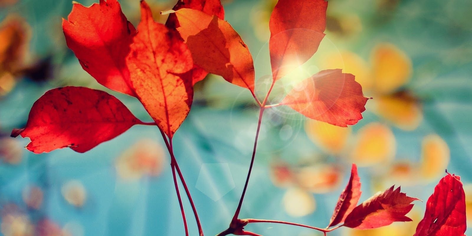 Ellydza's profile banner image