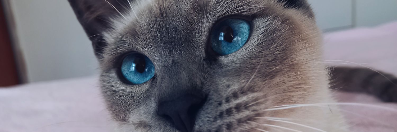 guiillerminatt's profile banner image