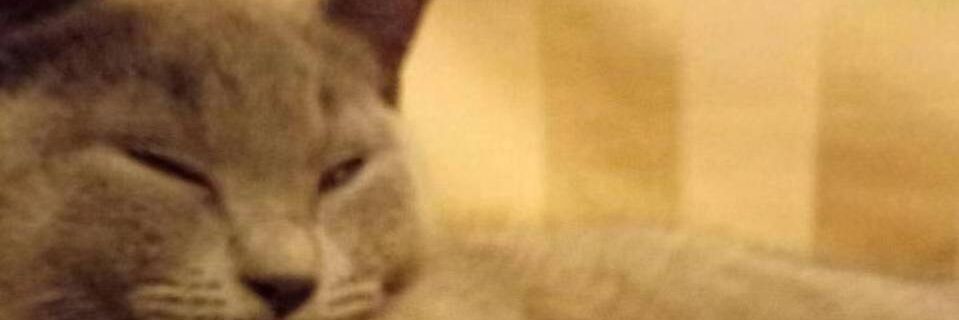 heyshozi's profile banner image