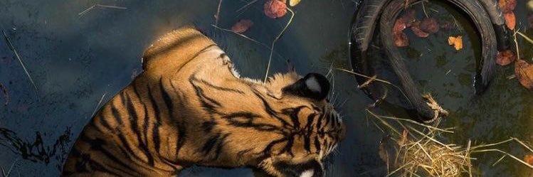 sultrixsash's profile banner image