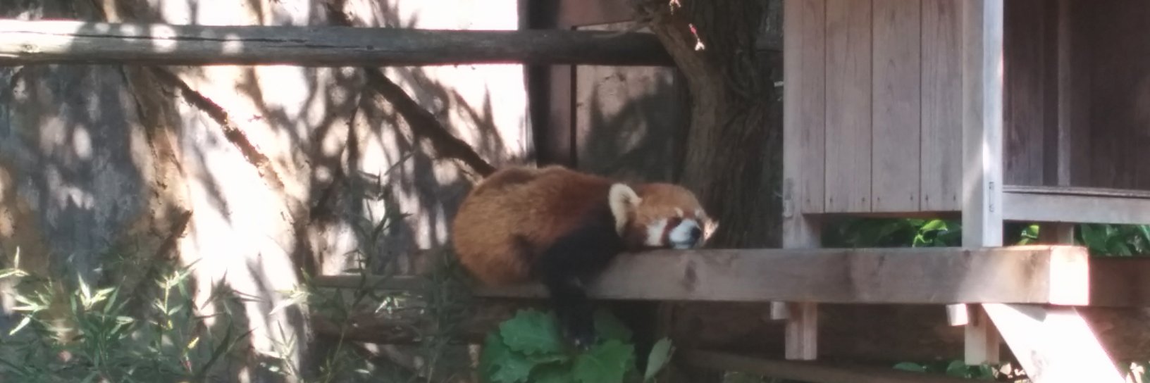 Daniel Hillerström banner