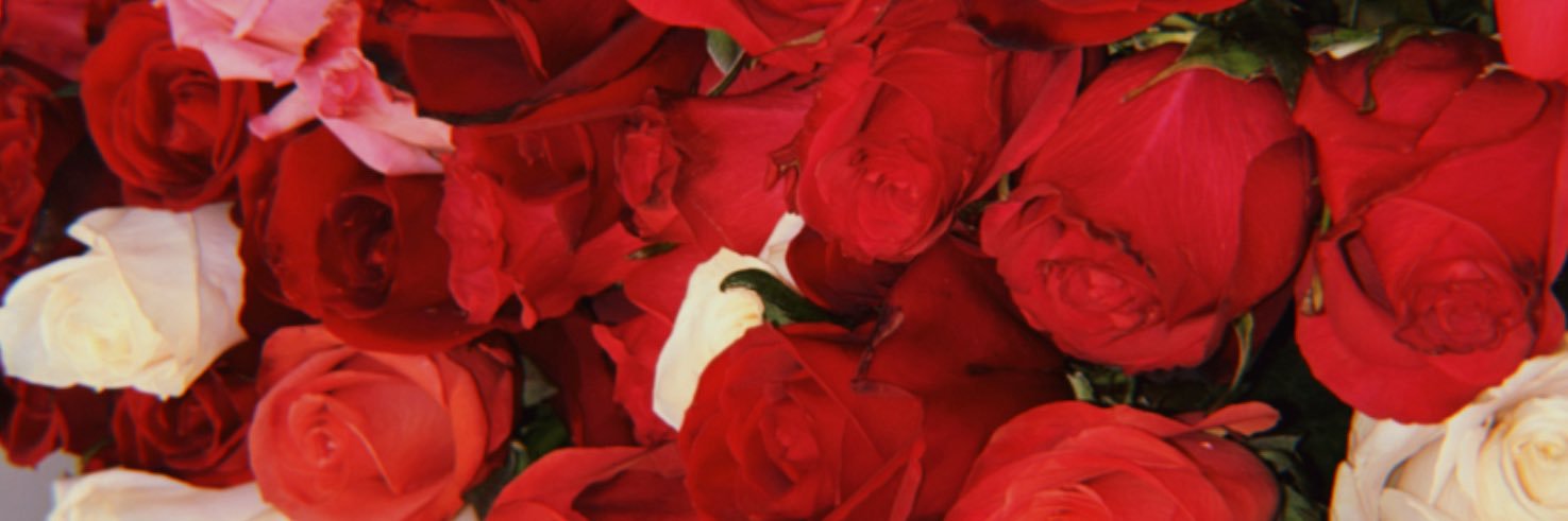 dontcallmerenee's profile banner image