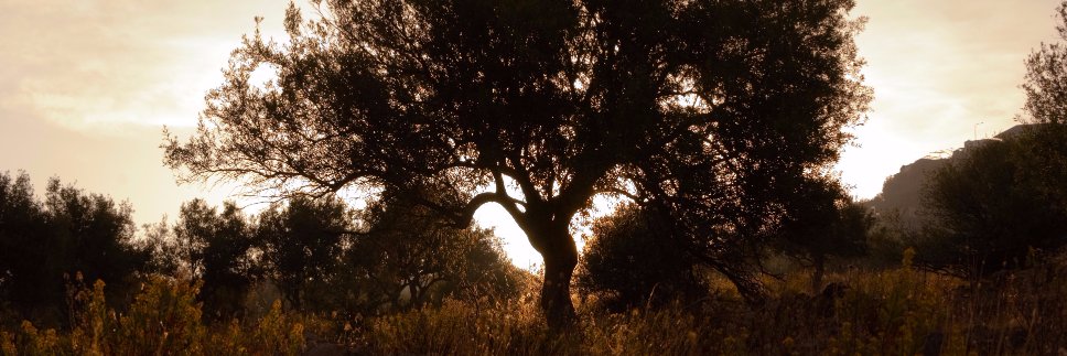 shaunmdean's profile banner image