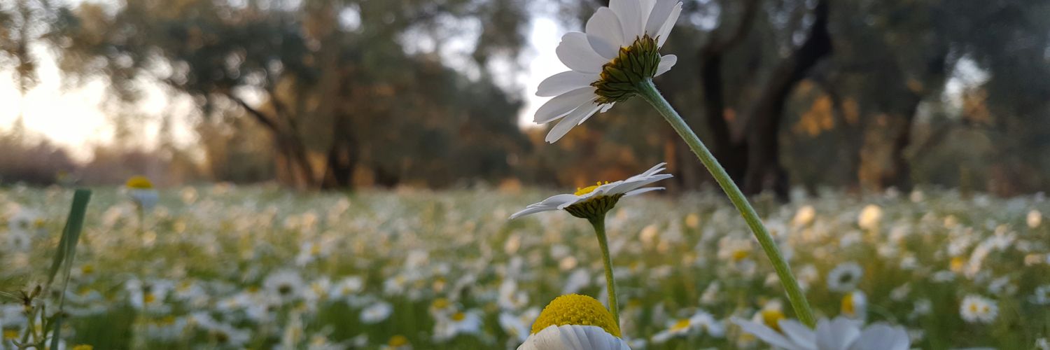AbdullahYVZ's profile banner image