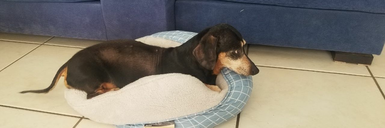 AshTeShortDogo's profile banner image