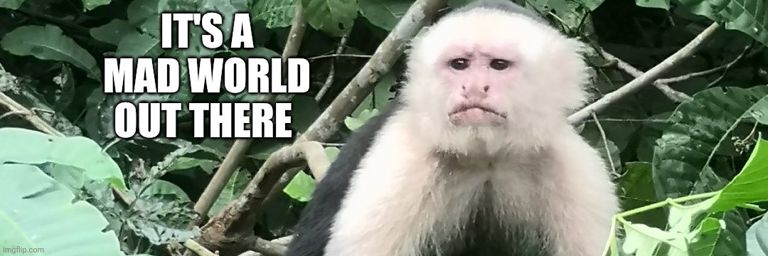 tibetan_monkey's profile banner image