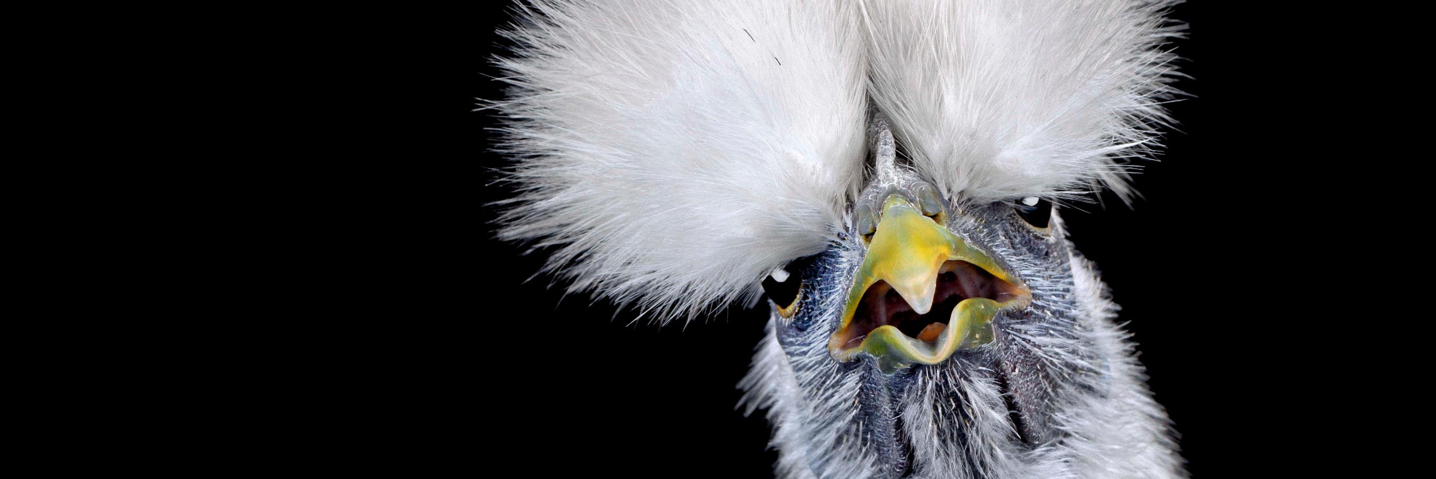Curious Animal Mag banner