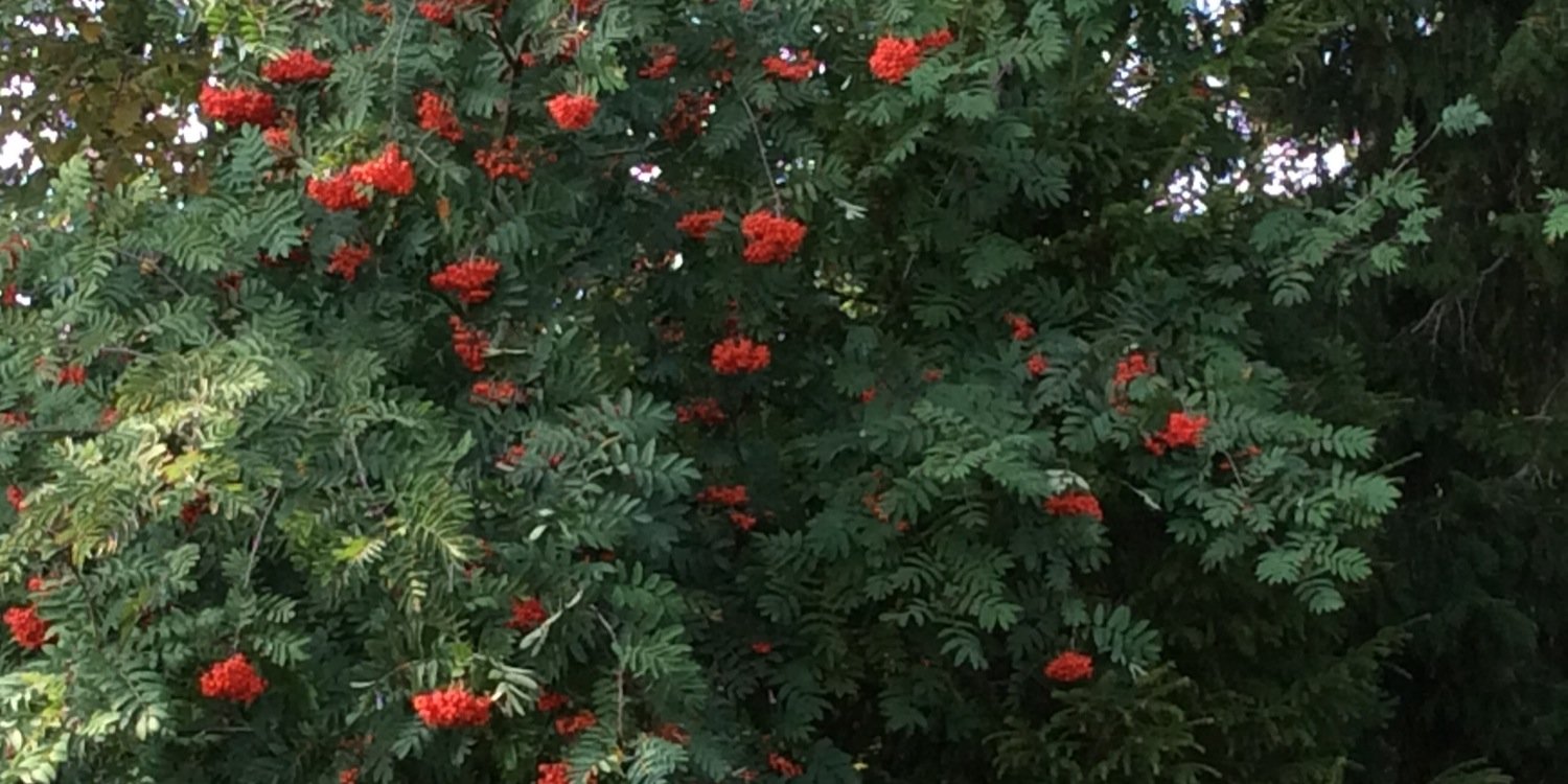 KirsimarjaM's profile banner image