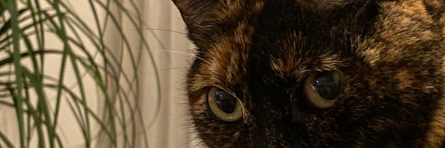 xúlea banner