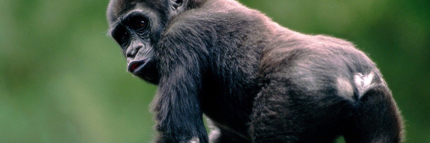 Mono Canalla 🏴‍☠️ banner