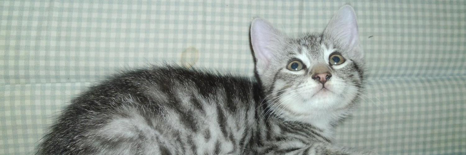 Lizzeeyxox's profile banner image