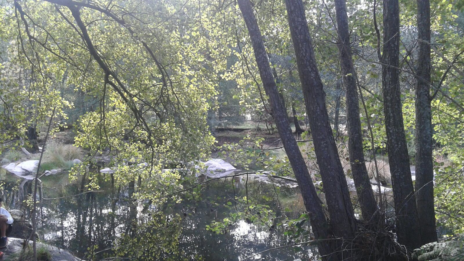 Fernando Alonso banner