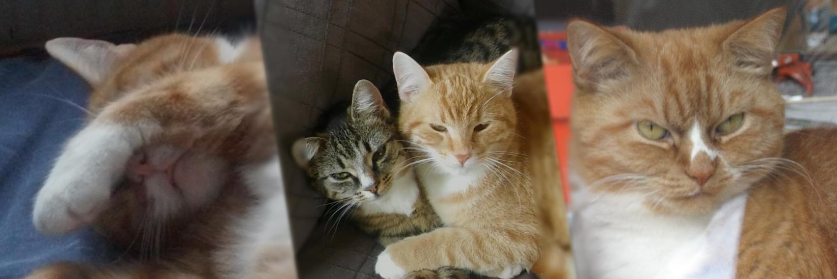 Hertog Sander (Officiële  pagina) banner