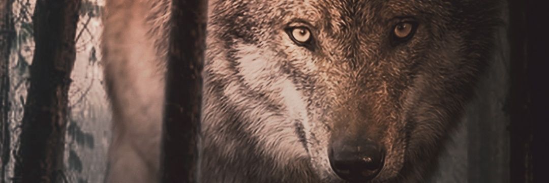 Ahmat_st30's profile banner image