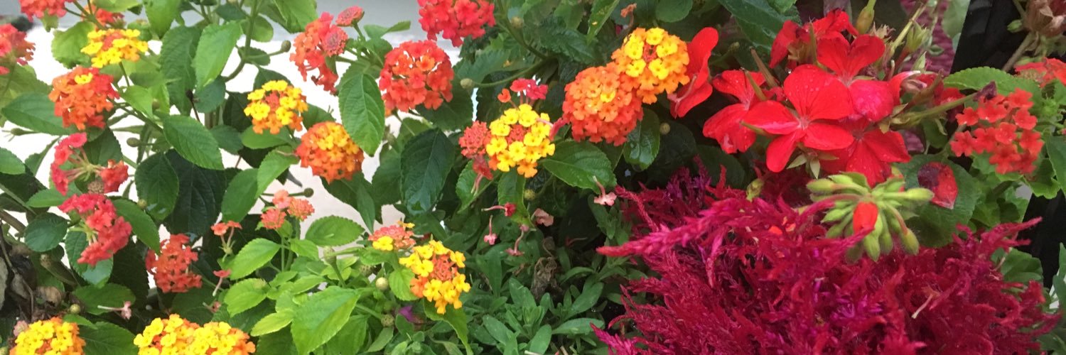 ReneeFriscia's profile banner image