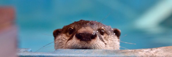 mon_nz Profile Banner