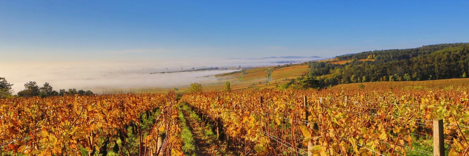 LeCepBeaune's profile banner image