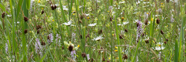 StephskiTonic Profile Banner