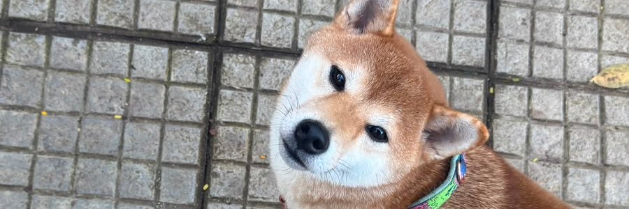 honeybaibi's profile banner image