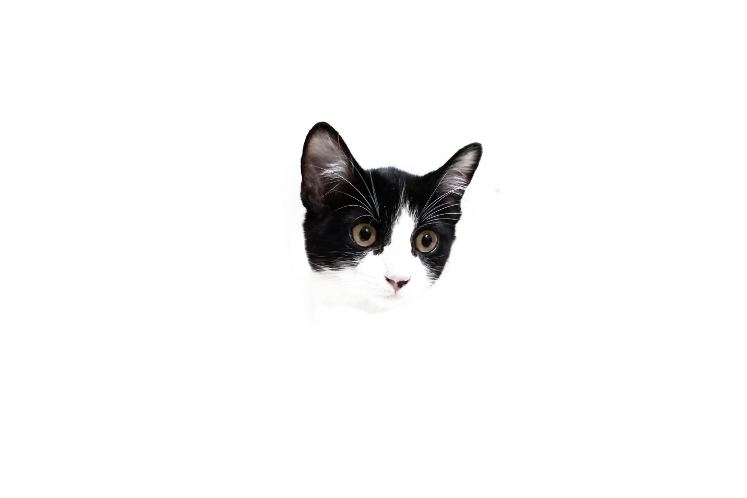 Sir_Ccore's profile banner image