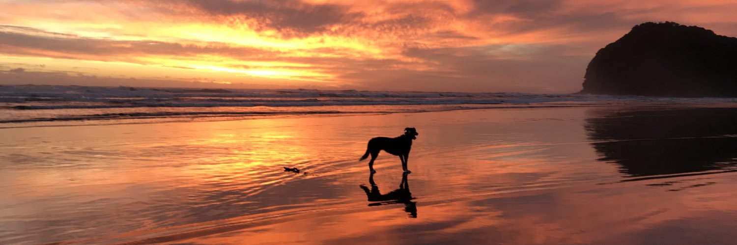 Cindy Baxter @cindybax.bsky.social banner