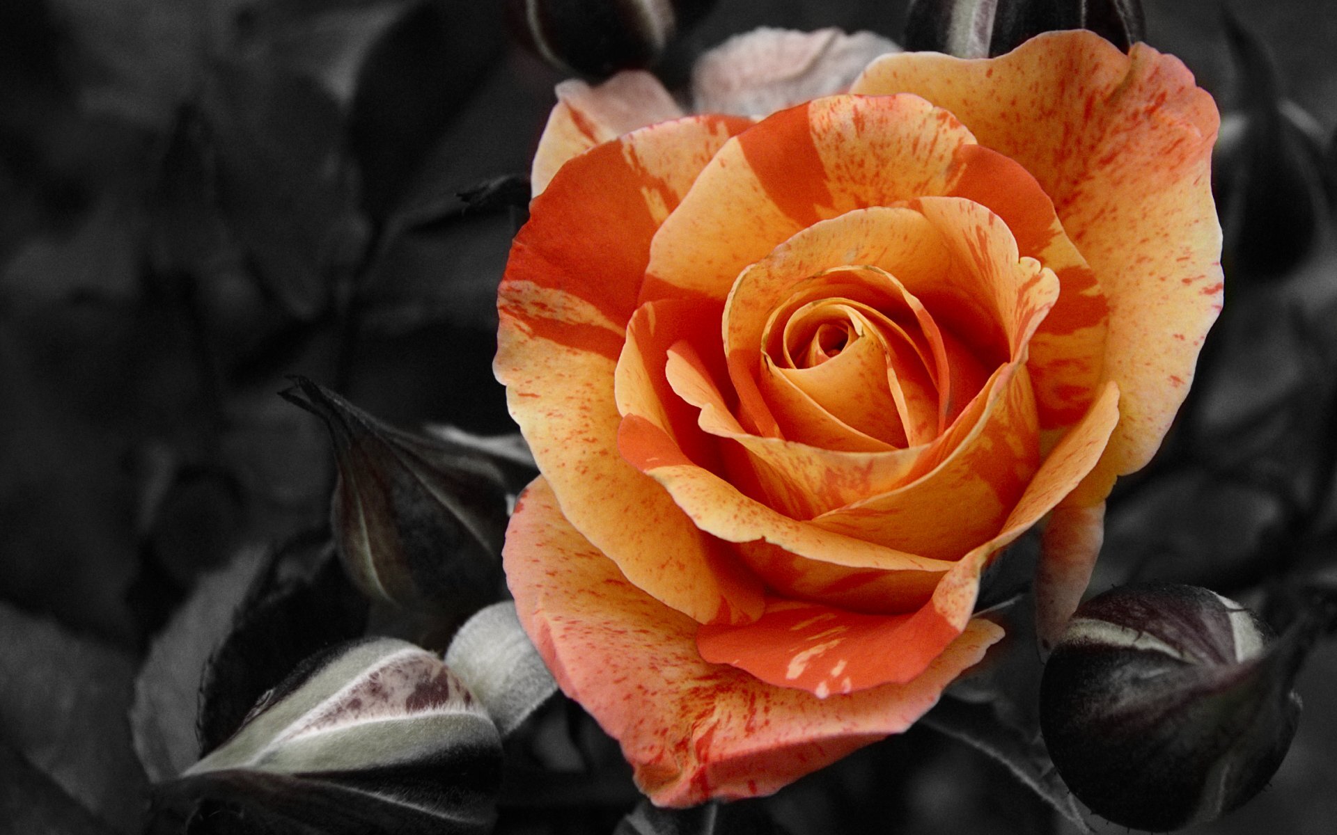 sermalaya646's profile banner image