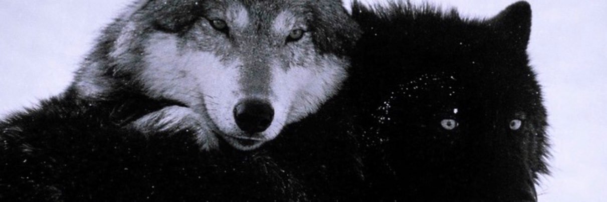li0d7's profile banner image