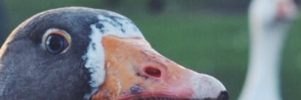 MrDavidHourigan Profile Banner