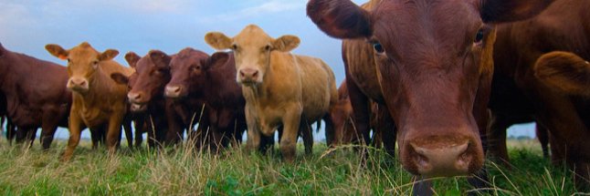 Durham County SWCD banner