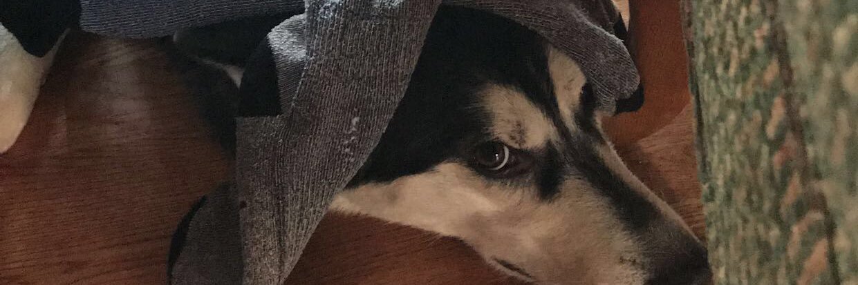 Dylan Whitney banner