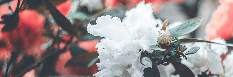 启蒙倪老师 banner