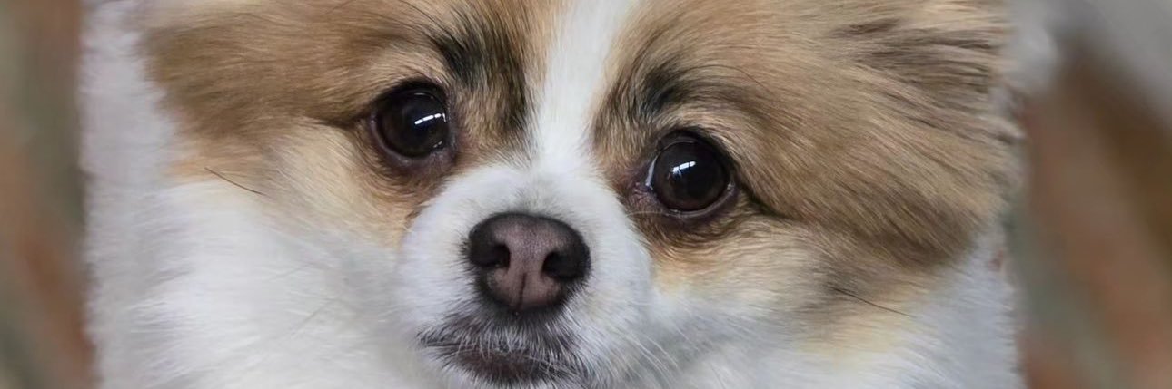 isaxaum's profile banner image