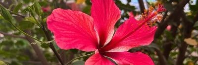 ليلاس .. banner
